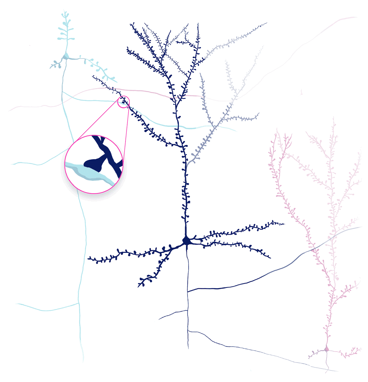 Information processing of neurons