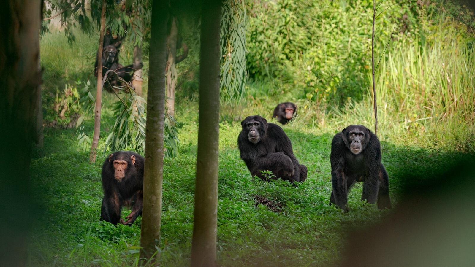 Primate hierarchies